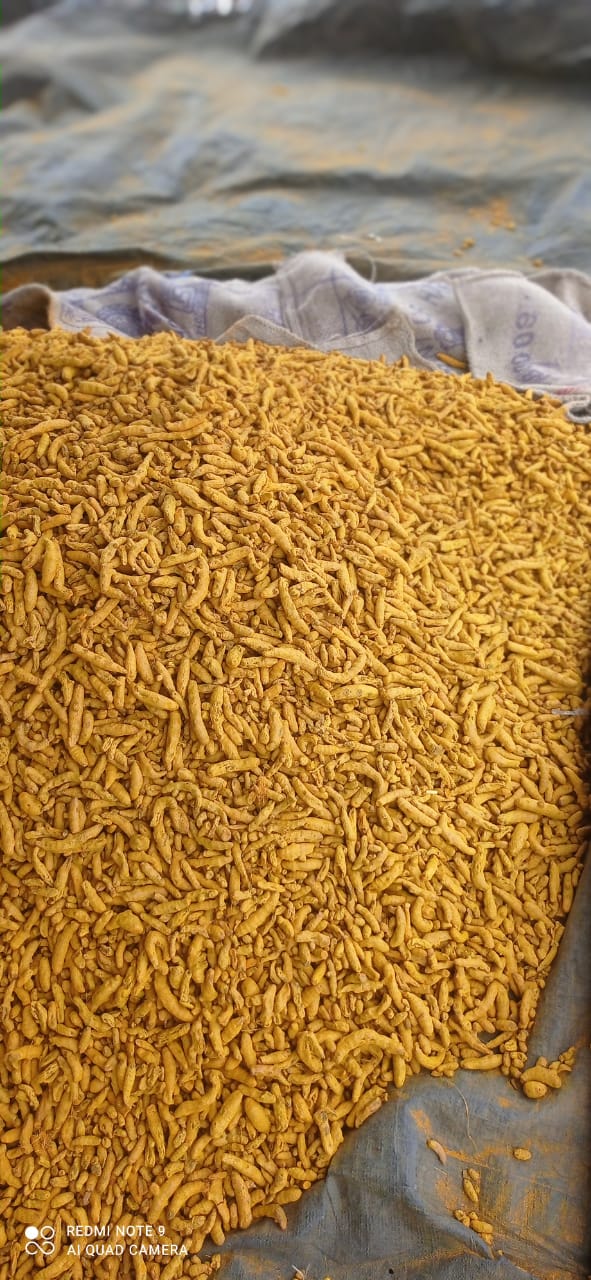 Turmeric fingers